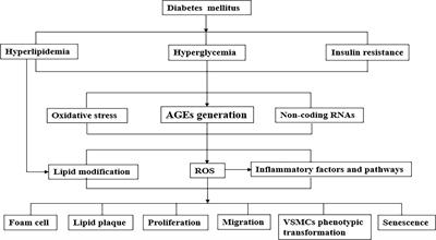 Role of advanced glycation end products on vascular smooth muscle cells under diabetic atherosclerosis